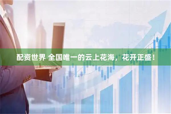 配资世界 全国唯一的云上花海，花开正盛！